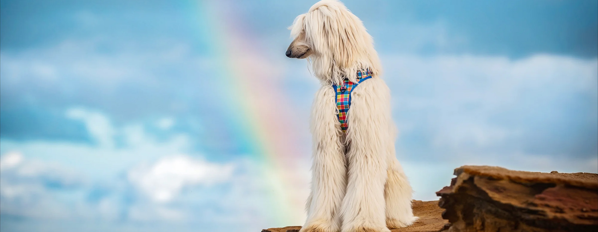 Animalerie -Animalerie 1