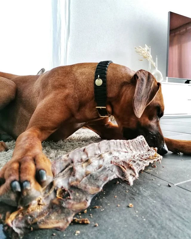 Friandise De Mastication Pour Chien - Ribs XXL De Cerf - Paul & Paulina 4 Friandise De Mastication Pour Chien - Ribs XXL De Cerf - Paul & Paulina – Image 2