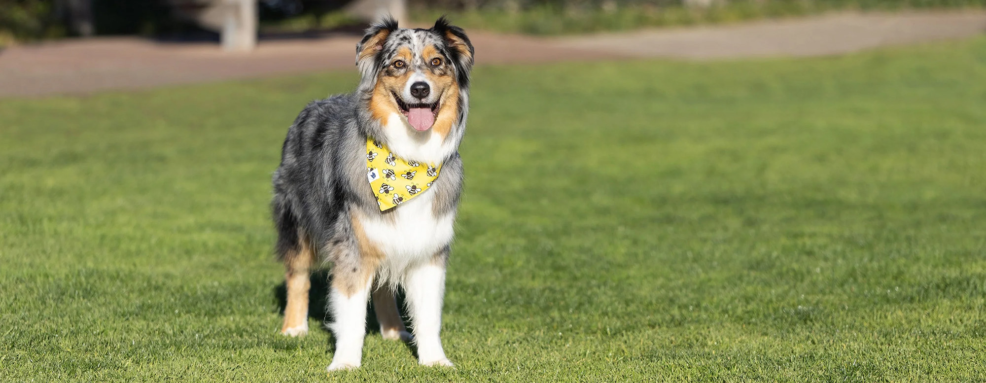 Animalerie -Animalerie 2