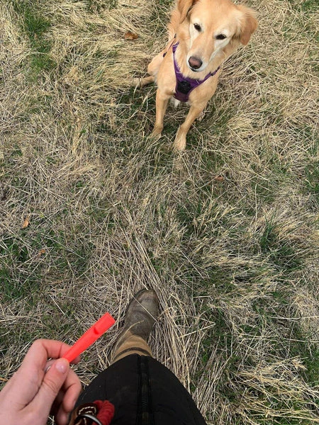 Sifflet Pour L'éducation Positive Des Chiens - Orange - ACME 4 Sifflet Pour L'éducation Positive Des Chiens - Orange - ACME – Image 2