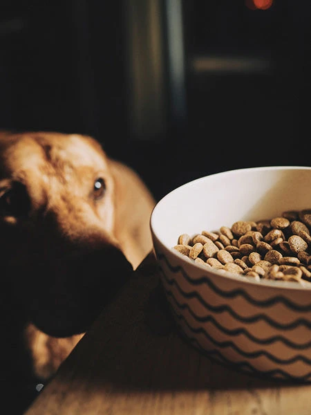 Gamelle En Bambou Pour Chien Et Chat - Vert Pastel 4 Gamelle En Bambou Pour Chien Et Chat - Vert Pastel – Image 2