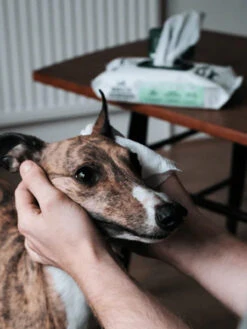 80 Lingettes Lavantes Pour Chien - Compostables - Sans Parfum 7 80 Lingettes Lavantes Pour Chien - Compostables - Sans Parfum -Animalerie Becopets lingettes bambou eco friendly ecologique pour chien sans parfum 2