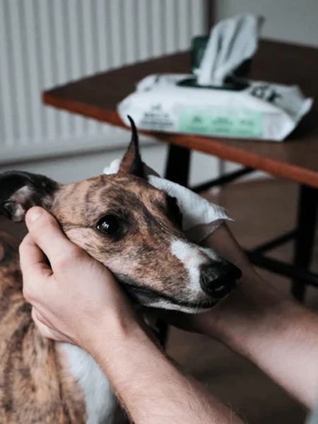 80 Lingettes Lavantes Pour Chien - Compostables - Sans Parfum 5 80 Lingettes Lavantes Pour Chien - Compostables - Sans Parfum – Image 3