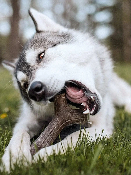 Jouet à Mâcher Pour Chien - Bacon Stick 🥓 - Benebone 5 Jouet à Mâcher Pour Chien - Bacon Stick 🥓 - Benebone – Image 3