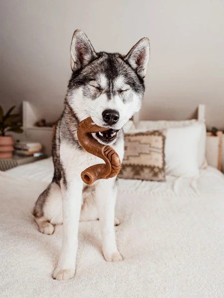 Jouet à Mâcher Et à Remplir Pour Chien - Tripebone Au Boeuf - Benebone 4 Jouet à Mâcher Et à Remplir Pour Chien - Tripebone Au Boeuf - Benebone – Image 2