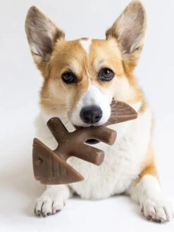 Jouet à Mâcher Pour Chien - Fishbone 🐟 - Saveur Saumon - Benebone -Animalerie Benebone jouet a macher pour chien fishbone 2