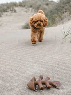 Jouet à Mâcher Pour Chien - Fishbone 🐟 - Saveur Saumon - Benebone -Animalerie Benebone jouet a macher pour chien fishbone 3