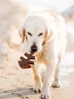 Jouet à Mâcher Pour Chien - Fishbone 🐟 - Saveur Saumon - Benebone -Animalerie Benebone jouet a macher pour chien fishbone 5