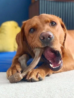 Jouet à Mâcher Pour Chien - Wishbone - Saveur Beurre De Cacahuète 🥜 - Benebone -Animalerie Benebone jouet a macher pour chien wishbone beurre de cacahuete 4