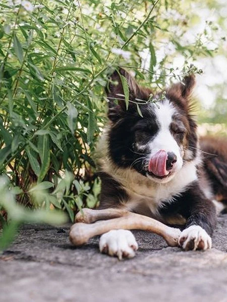 Jouet à Mâcher Pour Chien - Wishbone - Saveur Bacon 🥓 - Benebone 6 Jouet à Mâcher Pour Chien - Wishbone - Saveur Bacon 🥓 - Benebone – Image 4