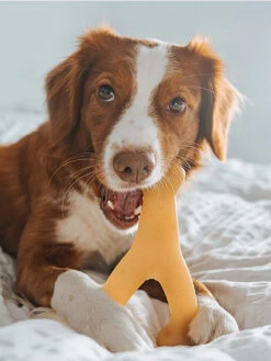 Jouet à Mâcher Pour Chien - Wishbone - Saveur Poulet 🐔 - Benebone -Animalerie Benebone jouet a macher pour chien wishbone poulet 5