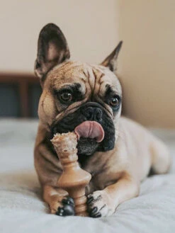 Jouet à Mâcher Pour Chien - Zaggler - Saveur Beurre De Cacahuète 🥜 - Benebone -Animalerie Benebone jouet a macher pour chien zaggler 2