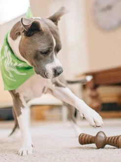 Jouet à Mâcher Pour Chien - Zaggler - Saveur Beurre De Cacahuète 🥜 - Benebone -Animalerie Benebone jouet a macher pour chien zaggler 3