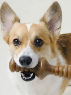 Jouet à Mâcher Pour Chien - Zaggler - Saveur Beurre De Cacahuète 🥜 - Benebone -Animalerie Benebone jouet a macher pour chien zaggler 4