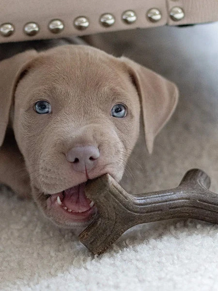 Jouet à Mâcher Pour Chiot - Puppy Maplestick 🪵🍁 - Benebone 5 Jouet à Mâcher Pour Chiot - Puppy Maplestick 🪵🍁 - Benebone – Image 3