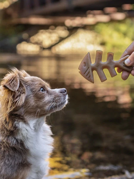 Pack De 2 Jouets à Mâcher Pour Chiot - Fishbone Au Saumon 🐟 - Benebone 4 Pack De 2 Jouets à Mâcher Pour Chiot - Fishbone Au Saumon 🐟 - Benebone – Image 2