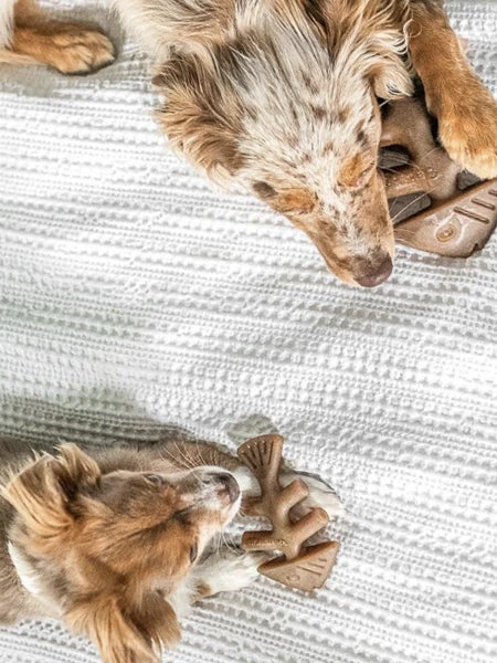 Pack De 2 Jouets à Mâcher Pour Chiot - Fishbone Au Saumon 🐟 - Benebone 5 Pack De 2 Jouets à Mâcher Pour Chiot - Fishbone Au Saumon 🐟 - Benebone – Image 3