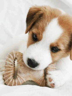 Pack De 2 Jouets à Mâcher Pour Chiot - Dental Chew / Wishbone Bacon 🥓 - Benebone -Animalerie Benebone pack 2 jouets a macher pour chiot Dental Chew Wishbone 3