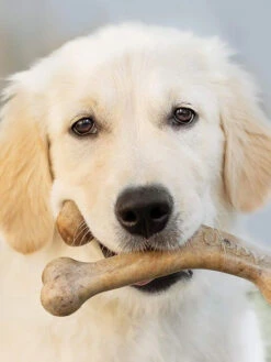 Jouets à Mâcher Pour Chiot - Wishbone Puppy Bacon 🥓 - Benebone 9 Jouets à Mâcher Pour Chiot - Wishbone Puppy Bacon 🥓 - Benebone -Animalerie Benebone pack 2 jouets a macher pour chiot Dental Chew Wishbone 4