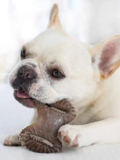 Pack De 2 Jouets à Mâcher Pour Petit Chien - Dental Chew / Wishbone Bacon 🥓 - Benebone 8 Pack De 2 Jouets à Mâcher Pour Petit Chien - Dental Chew / Wishbone Bacon 🥓 - Benebone -Animalerie Benebone pack 2 jouets a macher pour petit Dental Chew Wishbone 3