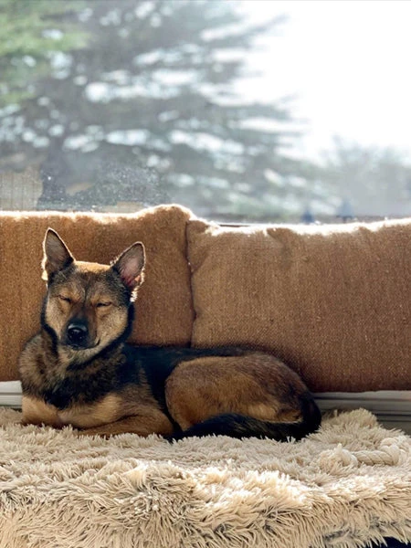 Plaid Apaisant Pour Chien Et Chat - Best Friends By Sheri - Taupe 4 Plaid Apaisant Pour Chien Et Chat - Best Friends By Sheri - Taupe – Image 2