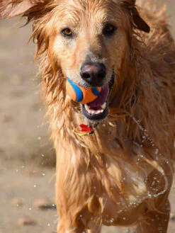 Lot De 2 Balles En Caoutchouc Pour Chien - Chuck It! - Taille M -Animalerie Chuckit ball pour chien ultra ball 2