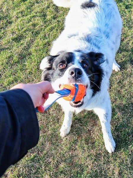 Balle Pour Chien Ultra Tug Chuck It! - Taille M 4 Balle Pour Chien Ultra Tug Chuck It! - Taille M – Image 2