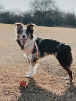 Lot De 2 Balles Pour Chien En Caoutchouc - The Whistler - Chuck It! - Taille M -Animalerie Chuckit lot 2 balles ultra ball m pour chien 1