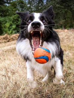 Lanceur De Balles Fetch & Fold Pour Chien - Chuck It -Animalerie Chuckit lot 2 balles ultra ball m pour chien 2 089db062 e049 4f2d 9e2b 8c641ec04f43