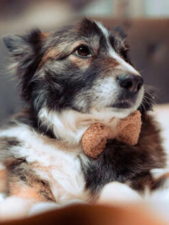 Nœud Papillon Teddy Beige - Rupert - Cocopup London