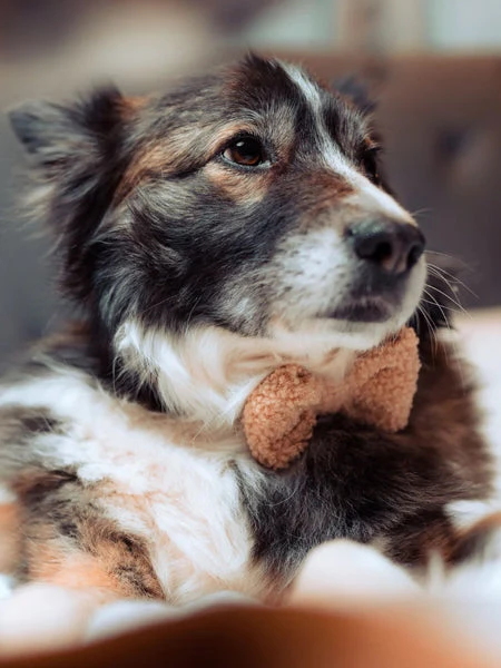 Nœud Papillon Teddy Beige - Rupert - Cocopup London 3 Nœud Papillon Teddy Beige - Rupert - Cocopup London