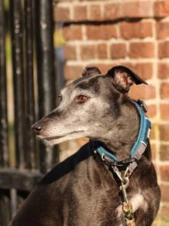 Collier Bleu Pour Chien - Urban Explorer - DOG Copenhagen -Animalerie DOG Copenhagen collier pour chien resistant urban explorer 11