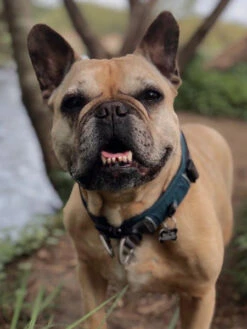 Collier Bleu Pour Chien - Urban Explorer - DOG Copenhagen -Animalerie DOG Copenhagen collier pour chien resistant urban explorer 13