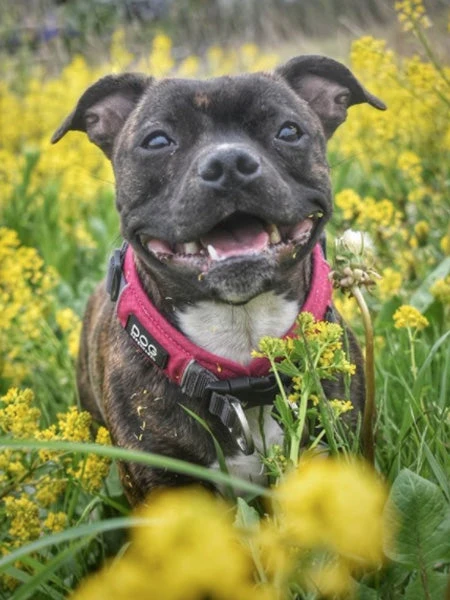 Collier Rose Pour Chien - Urban Explorer - DOG Copenhagen 4 Collier Rose Pour Chien - Urban Explorer - DOG Copenhagen – Image 2