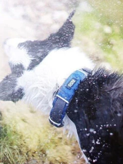 Collier Bleu Pour Chien - Urban Explorer - DOG Copenhagen -Animalerie DOG Copenhagen collier pour chien resistant urban explorer 18