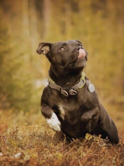 Collier Vert Pour Chien - Urban Explorer - DOG Copenhagen -Animalerie DOG Copenhagen collier pour chien resistant urban explorer 8