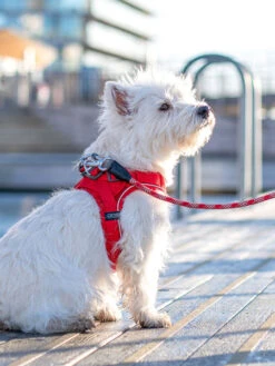 Harnais Rouge Pour Chien - Comfort Walk Go - DOG Copenhagen (Nouveau) -Animalerie Dog Copenhagen harnais chien Comfort Walk Go rouge 2