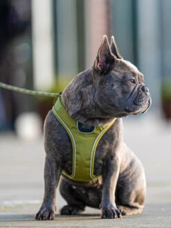 Harnais Vert Pour Chien - Comfort Walk Go - DOG Copenhagen (Nouveau) -Animalerie Dog Copenhagen harnais chien Comfort Walk Go vert 2