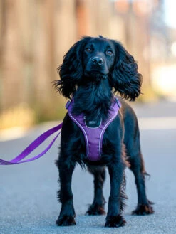 Harnais Violet Pour Chien - Comfort Walk Go - DOG Copenhagen (Nouveau) -Animalerie Dog Copenhagen harnais chien Comfort Walk Go violet 2