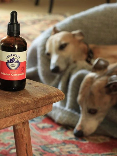 Gouttes De Valériane Dorwest - Anti-stress Pour Chien Et Chat 4 Gouttes De Valériane Dorwest - Anti-stress Pour Chien Et Chat – Image 2