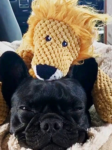 Peluche Pour Chien - Floppy Lion 🦁 - Fab Dog 4 Peluche Pour Chien - Floppy Lion 🦁 - Fab Dog – Image 2