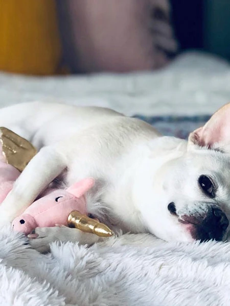 Peluche Originale Pour Chien - Magical Alicorn 🦄🎀 - Fringe PetShop 4 Peluche Originale Pour Chien - Magical Alicorn 🦄🎀 - Fringe PetShop – Image 2