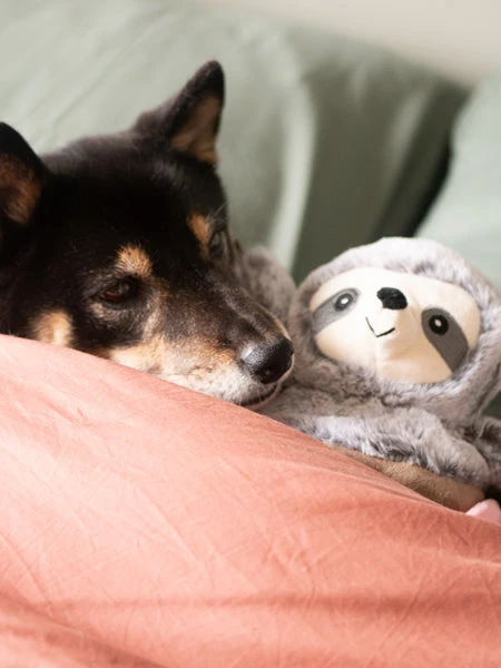 Peluche Pour Chien - Paresseux Sloffee 🦥☕ - Fringe PetShop 5 Peluche Pour Chien - Paresseux Sloffee 🦥☕ - Fringe PetShop – Image 3