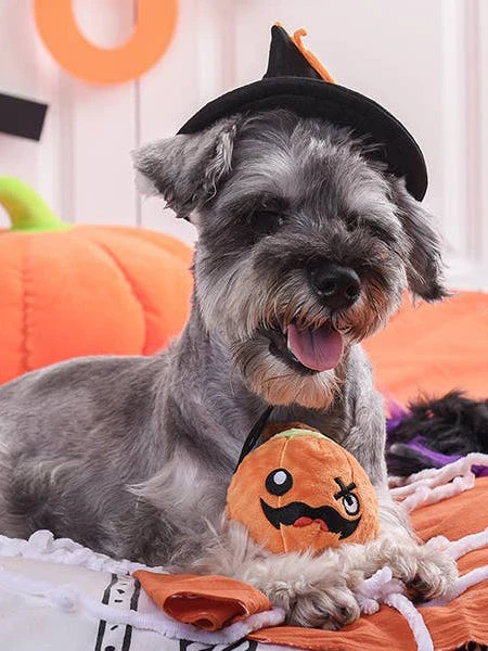 Balle En Peluche Pour Chien - Citrouille Howloween đ - HugSmart 4 Balle En Peluche Pour Chien - Citrouille Howloween đ - HugSmart â Image 2