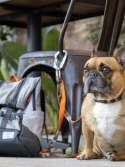 Sac à Dos Pour Transporter Son Chien - Urban 3 Gris - K9 Sport Sack -Animalerie K9 Sport Sack Urban 3 sac a dos transport chien gris 4