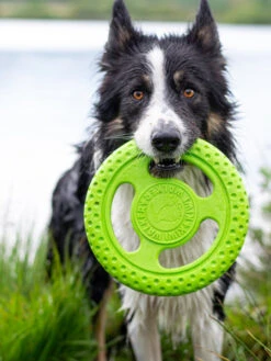 Frisbee Pour Chien Mousse Haute Densité - Orange - Kiwi Walker -Animalerie Kiwi walker jouet TPR pour chien chiot frisbee vert 5