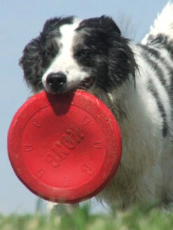 Frisbee Pour Chien - KONG® Flyer Classic - Taille L -Animalerie Kong Flyer Frisbee pour chien Classic Taille L 1