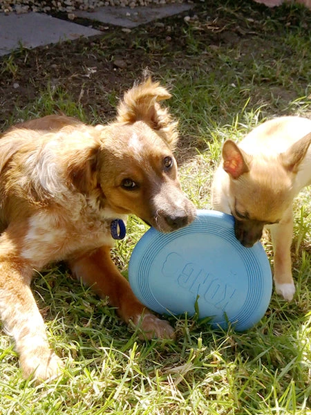 Frisbee Pour Chiot - KONG® Puppy Flyer - Rose 5 Frisbee Pour Chiot - KONG® Puppy Flyer - Rose – Image 3