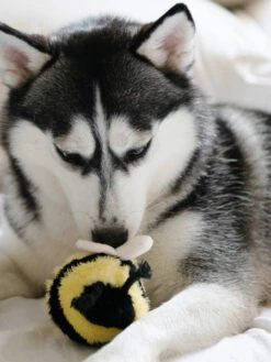 Jouet Design En Forme De Balle - Bee POP 🐝 - Lambwolf Collective -Animalerie Lambwolf Collective jouet design minimalist pour chien BEE POP fouille balle 2 1