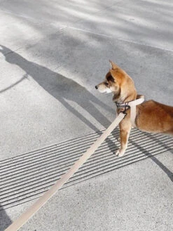 Laisse Waterproof MELLEM X Pour Chien - Dunes - Lambwolf Collective -Animalerie Lambwolf Collective laisse WATERPROOF sans odeur MELLEM X pour chien vert rose 1